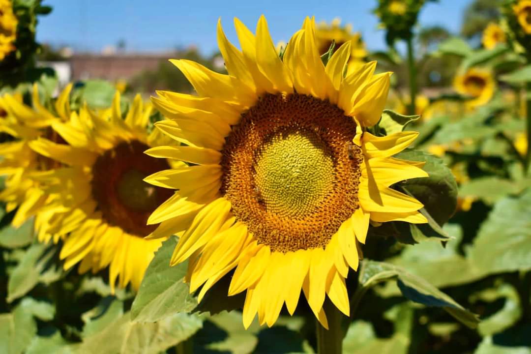 Ya hay fecha para los girasoles de Mocorito! - Sinaloahoy